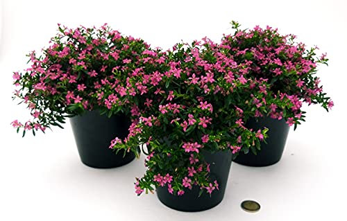 POWERS TO FLOWERS - CUPHEA VIOLA, 3 PIANTE V12CM, piante vere