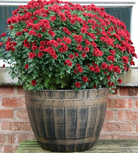 SG Large Barrel Planter, Garden Plant Pot, Heavy Duty Half Barrels for Outdoor, Flower Herb Tree, Container with Drainage Holes, Large Plant Pots Garden, Beijing Barrel Gold, D 52cm x H38cm