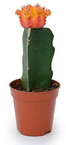 Cactus Injertado Mix Color Gymnocalycium 1 Unidad en Maceta de 5cm Planta Natural