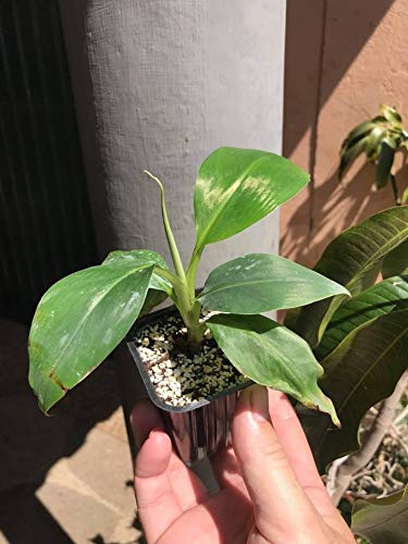 Musa Robusta Banana Piante Tessuto-Coltura