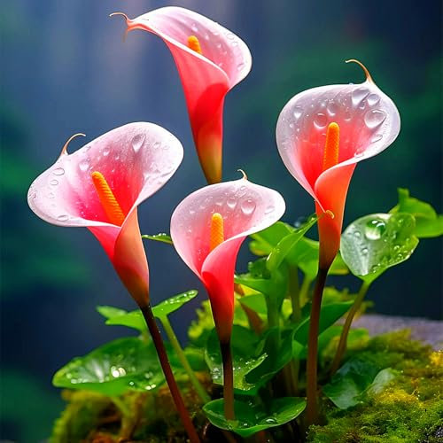 Calla-Lilienzwiebeln,Blumenzwiebeln,Schnittblumen,Calla Lily Plant,Calla Lily,DraußEn,Winterharte Stauden,TöPfe,Calla Pflanze Knolle,Calla Winterhart-4zwiebeln -E