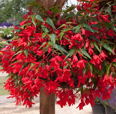 Fresh 100pcs Red Begonia Boliviensis Flower Seeds