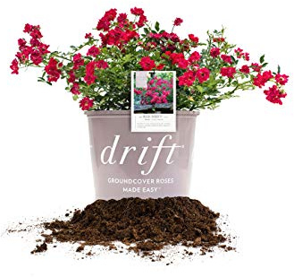 PERFECT PLANTS Red Drift