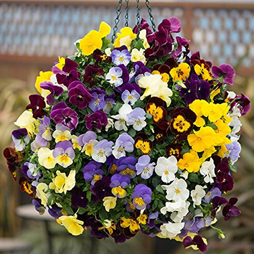 Welldales 50 Giant Winter Pansy Seed Mix UK Hardy Hiemalis Viola Flowering Plants to Grow