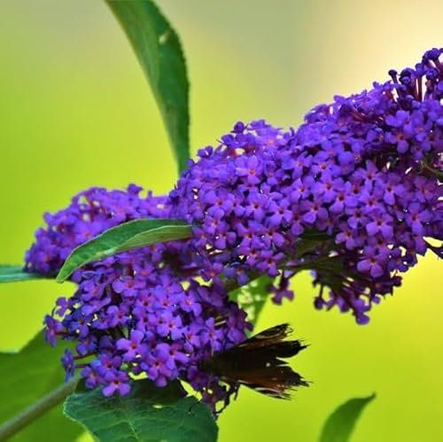 1 Buddleia davidii 'Empire Blue' in 2L Pot Buddleja Butterfly Bush 3fatpigs®
