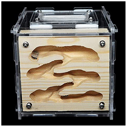 Nid Fourmis Bricolage Fourmi Ferme Écologique Bois Fourmis Nid Acrylique Fourmi Habitat Fourmis Maison Insectes Alimentation Boîte Animal Fourmilière Atelier