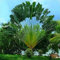 Haloppe 20 Pz Palme Cycas Albero Piante Semi per la Piantagione del Giardino di Casa, Rara Pianta Perenne Tropicale Fan Palms Cycas Albero Semi Giardino Cortile Decor Semi di Palma