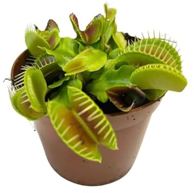 Venus Natural - Dionaea Muscipula - Planta Antimosquitos Fácil de Mantener