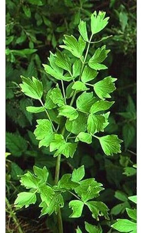 Buy4seeds Herb Lovage Levisticum Officinale 1000 Seeds Simple to Grow