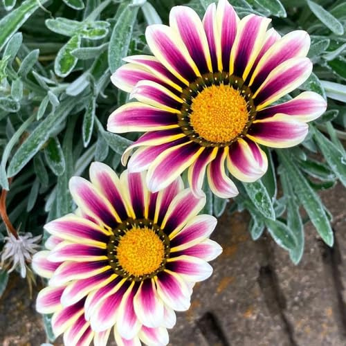 Semi d'oro di mezzogiorno - per balcone Semi di regali insoliti regali sostenibili da giardino semi di campo perenni 800pcs