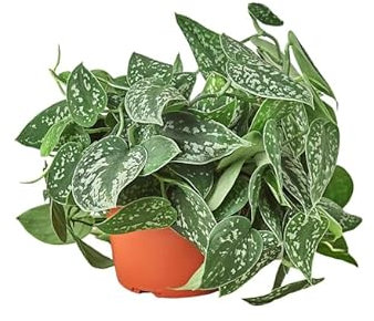 Scindapsus - Potho - Natural Planta de Interior con Hojas Colgantes