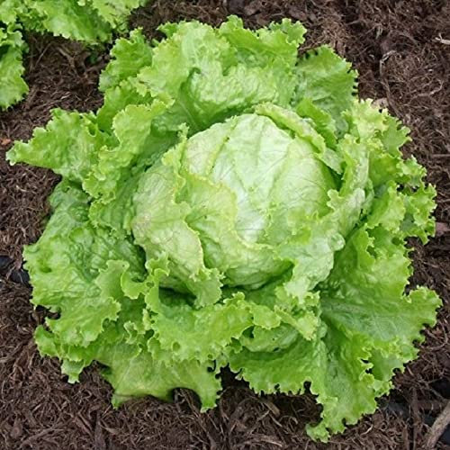 Lot de 500 Graines de Laitue Blonde de Paris - Variété Productive - Résistante à la chaleur - salades bien croquantes - 100% Naturelle - Qualité Gustative - Garantie Germination - Reproductibles