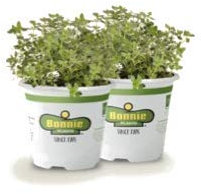 Kit de 2 Plantas de Tomillo Limón o Tomillo Limonero en Maceta 10cm