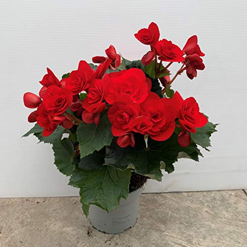 Begonia eliator - planta natural - maceta 13cm. - altura total aprox. 30cm. - apta para interior y exterior - (envíos solo a península)