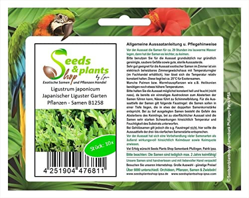 Pcs - 10x Ligustrum Japonicum Japonais le Troène Jardin Plantes - Graines B1258 - Seeds & Plants Shop by Ipsa
