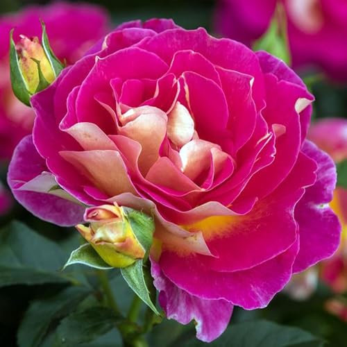 Maleica ® Edelrose im großen XXL 7,5 Liter Topf