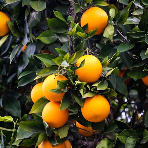 saftorangen bio orangen samen, Orangenbaum samen obst samen freiland frisches alte sorten saatgut bonsai Seltene Pflanzen Serie, schattenpflanzen hohe Keimrate toller Geschmack 10pcs