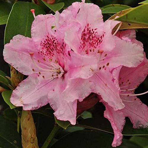 Rhododendron 'Albert Schweitzer' 40-50 cm en conteneur