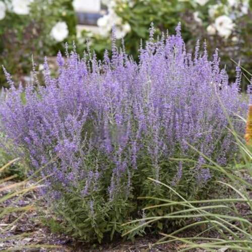 semillas de salvia rusa, variedades antiguas de exótico resistentes jardines rocas jardineros resistentes arbustos del jardín 80pcs