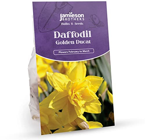 Jamieson Brothers® Golden Ducat Daffodil Bulbs – 15-Pack of Vibrant Yellow Blooms – Ideal for Planting in Gardens, Borders, and Flowerbeds to Create Stunning Spring Displays