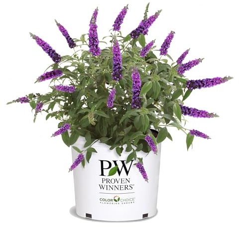 Proven Winners 2 Gal. Miss Violet Buddleia Shrub