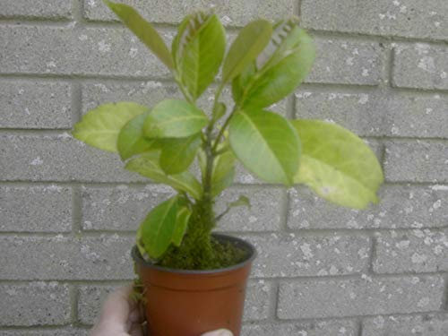 Portal Cool Bird Cherry Laurel Tree Small Bonsai Starter Tree Seedling