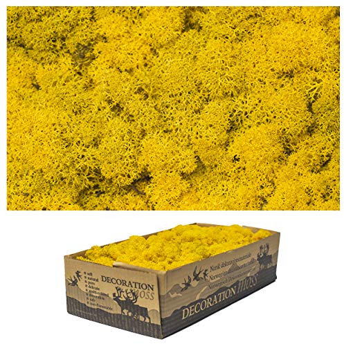 1 Kiste Echtes Moos - Natur Moos Deko zum basteln in verschiedenen frischen Sorten - DIY - Islandmoos, Plattenmoos, Bollenmoos, Hügelmoos Sphagnum Moos (1x Island Moos Gelb)