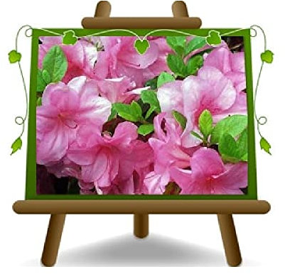 EURO PLANTS VIVAI Azalea a Piramide Rosa Pianta Ornamentale Vaso ø 28/32 cm Chioma 90~130 cm