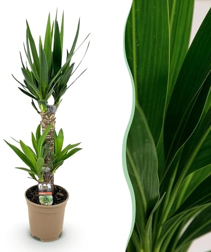 Yucca elephantipes - Yucca - Peu d'entretien - Vert - 65-75cm - Ø17cm - Plante d'intérieur - Vert persistant
