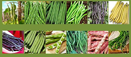 Bohnensamen Set Mix Garten Bohnen Samen Profisaatgut Saatgut 12 Sorten Quedlingburger Speck Saxa Jutta