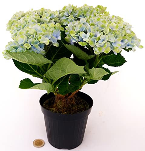 POWERS TO FLOWERS - ORTENSIA MAGICAL REVOLUTION BLU, VASO 11CM, pianta vera