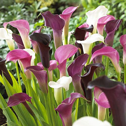 Blue Magic Design 1 Mixed Colour Calla Lily Lilies Perennial Gardening Summer Flower Bulb Corm