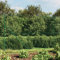 Verderoom Maschendrahtzaun komplettset 1.6 x 25m Maschendrahtzaun 160 cm höhe Gartenzaun komplettset Gartenzaun Maschendrahtzaun set anthrazit Verzinkter Stahl-Grün-1.6 x 25 m