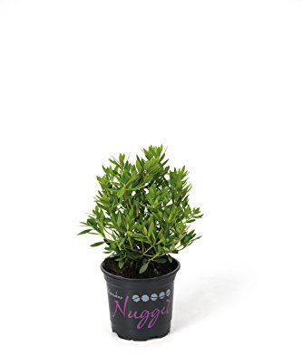 !!WELTNEUHEIT!! Nugget by Bloombux® – flower & form by INKARHO® 15-20 cm Nugget 1 VE = 5 Pflanzen