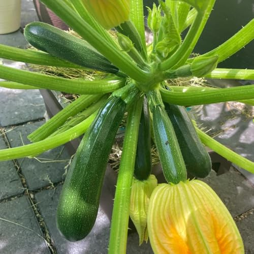 semi di zucchina biologici, d'appartamento di verdi per zucchine rampicanti di d'appartamento, balcone 300pcs