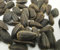 Warnicks Tierfutterservice Sonnenblumenkerne schwarz 5-20 Liter HK Deutschland Vogelfutter Wildvogelfutter (20Liter)