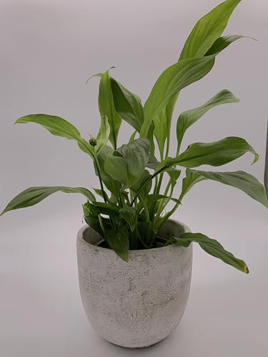 Einblatt Spathiphyllum wallisii – Zimmerpflanze im Topf, pflegeleicht und luftreinigend, ideale Raumdekoration für Zuhause und Büro
