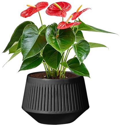 Vasi da frutteto per il reimpianto – Vasi viola africani | Fioriera per orchidee traspiranti a due strati per violette africane | Fioriera controllo delle radici, piante vive di viola africana