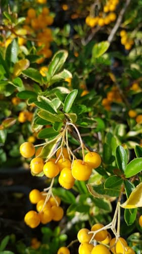 Pyracantha coccinea 'Golden Glow' / Buisson ardent jaune/Godet/Plante de Haie
