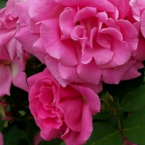2 x Rose - Rosa 'Zephrine Drouhin' Topf 25-30 cm - Eine dornenlose Rose in leuchtendem Kirschrot