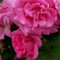 2 x Rose - Rosa 'Zephrine Drouhin' Topf 25-30 cm - Eine dornenlose Rose in leuchtendem Kirschrot