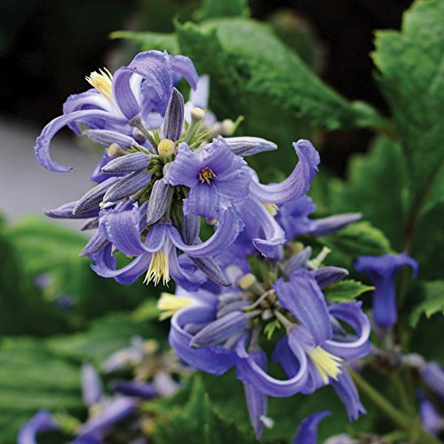 Clematis Outdoor Garden Perennial Plants Blue Flower for Patios & Low Garden Walls Clematis New Love Plant in 7cm Pot by Thompson & Morgan (1)