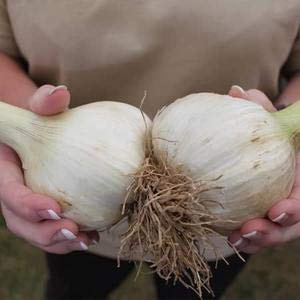 Carbeth Plants 3 x Elephant Garlic Cloves - Easy Grow Large UK Hardy Garden Vegetable