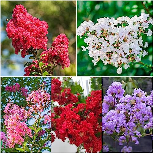 50 Pcs Kreppmyrte Winterhart Samen, Winterharte Kübelpflanzen,Herbst Deko (Lagerstroemia Indica) Wildblumen Balkonblumen,Wildblumensamen Bodendecker Winterhart Mehrjährig Wildblumensamen