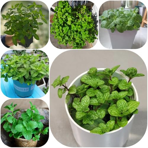 Semi di menta piperita selvatiche resistenti prodotti sostenibili menta piperita esotica rara resistenti per giardini rocciosi vecchie 900pcs