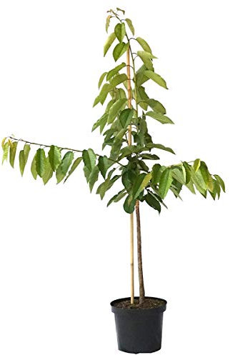 Burlat frühe Süßkirsche kleinbleibend Kirschbaum Buschbaum 110-140 cm 9,5 Liter Topf auf GiSelA 5