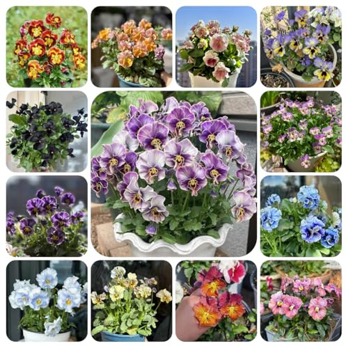 viola del pensiero comprare semi, resistenti rare balcone decorazione soggiorno 550pcs