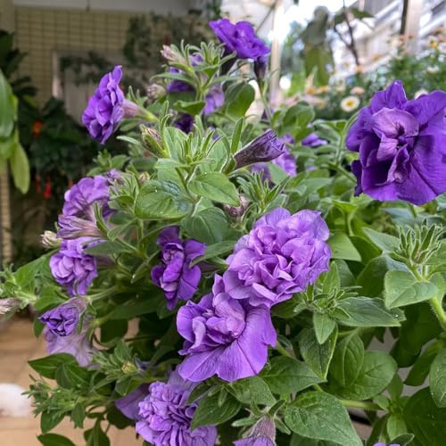 semillas de petunia colgando, resistentes al exterior petunia petunia de jardín, interior 50pcs
