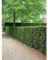 Gemeine Heimische Eibe Taxus baccata 30-40 cm. 50 Pflanzen. Sichtschutz Hecke