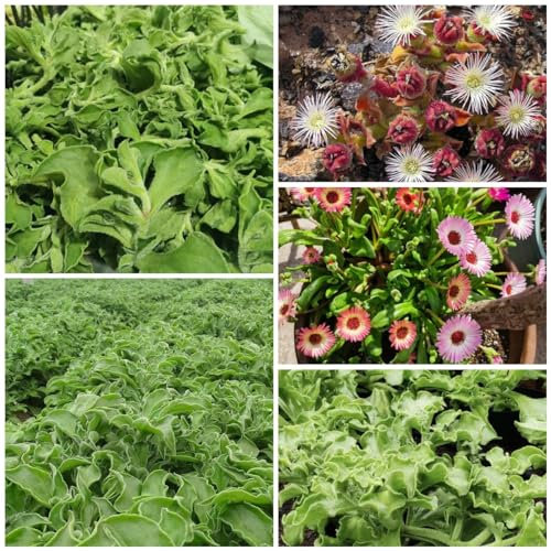 100 pcs eiskraut samen, kräuterpflanzen, gartenpflanzen (Mesembryanthemum crystallinum) winterharte pflanzen für balkon, seltene samen hochbeet kräuter, balkonpflanzen winterhart bio